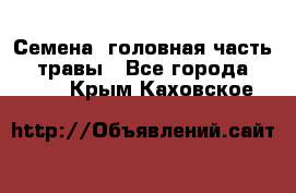 Семена (головная часть))) травы - Все города  »    . Крым,Каховское